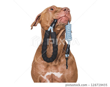 Lovable dog with a leash in his mouth Lovable dog with a leash in his mouth 128719435