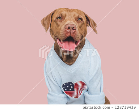 Cute dog and American Flag. Studio shot Cute dog and American Flag. Studio shot 128719439