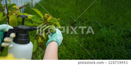 Insecticide treatment of a colony of aphids on a cherry tree. Fruit trees treatment from parasites attack. Garden problems and solution. Closeup. Insecticide treatment of a colony of aphids on a cherry tree. Fruit trees treatment from parasites attack. Garden problems and solution. Closeup. 128719451