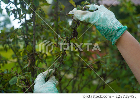 A close-up of the hands of a gardener in green protective gloves, who explores plum leaf disease 128719453