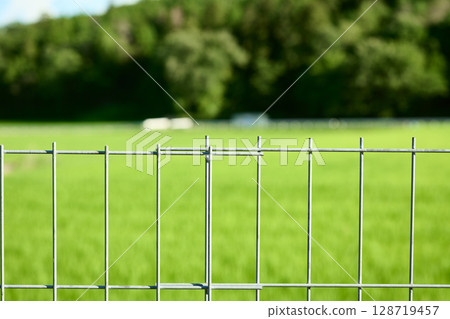Fences around rice fields Fences around rice fields 128719457