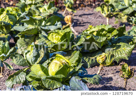 Cabbages and lettuces grow in vegetable patch and field Belarus. Cabbages and lettuces grow in vegetable patch and field Belarus. 128719670