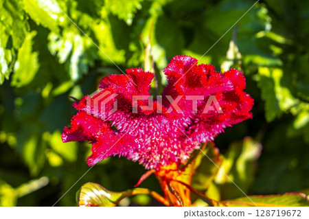 Red purple and pink summer garden plants and flowers Belarus. Red purple and pink summer garden plants and flowers Belarus. 128719672