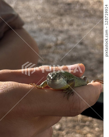 Close-Up of Lizard in Hand Outdoors 128719914