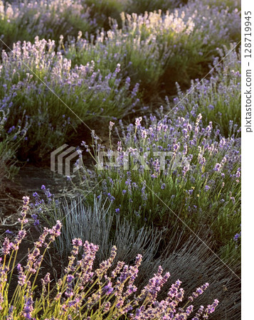 Lavender Field in Bloom at Sunset in Moldova 128719945