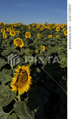 Vibrant Sunflower Field Under Clear Blue Sky Vibrant Sunflower Field Under Clear Blue Sky 128719947