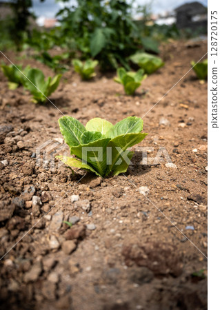 Young Lettuce Plant Growing in Soil Young Lettuce Plant Growing in Soil 128720175