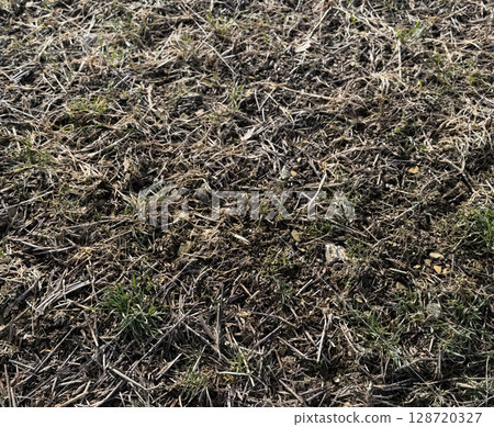 Dead grass of the nature background. a patch is caused by the destruction of fungus. Rhizoctonia Solani grass leaf change from green to dead brown in a circle lawn texture background dead dry grass 128720327