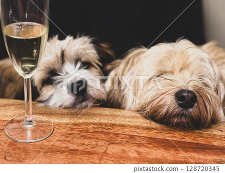 Two small dogs father and son at the festive table 128720345