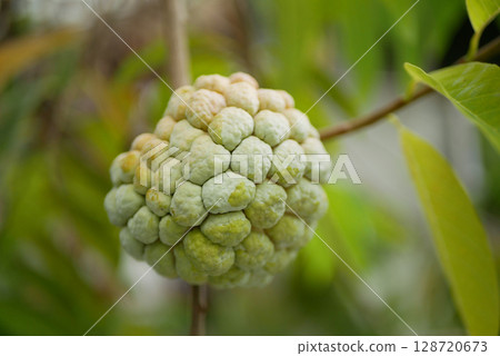Annona squamosa sugar apples tree fruits bio unripe close-up sweetsops white green custard tropical lowland climate, well-branched tree shrub detail, wind in branches and leaves garden farm, organic 128720673