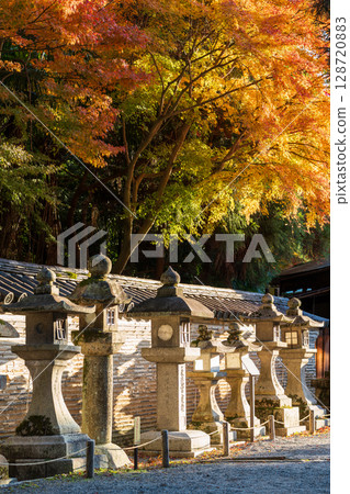 Stone lanterns on the approach to Iwashimizu Hachimangu Shrine, autumn leaves, Yawata City, Kyoto Prefecture Stone lanterns on the approach to Iwashimizu Hachimangu Shrine, autumn leaves, Yawata City, Kyoto Prefecture 128720883