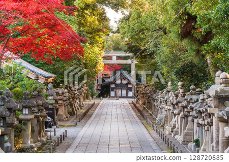 Stone lanterns and torii gates on the approach to Iwashimizu Hachimangu Shrine, autumn foliage, Yawata City, Kyoto Prefecture Stone lanterns and torii gates on the approach to Iwashimizu Hachimangu Shrine, autumn foliage, Yawata City, Kyoto Prefecture 128720885