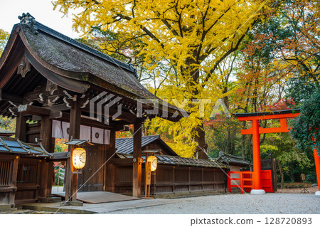 Kawai Shrine in autumn, beautiful ginkgo trees and the main shrine 128720893