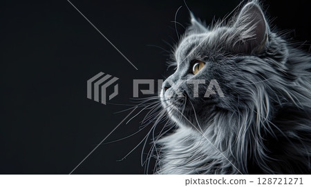 Beautiful longhaired gray cat side view close-up on gray background 128721271
