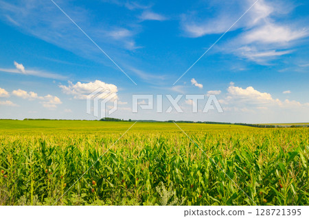 Corn field and blue sky. Corn field and blue sky. 128721395