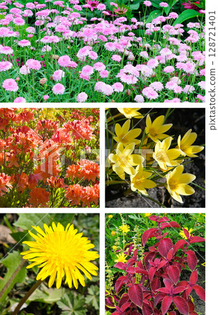 Colorful collage of flowers and garden. Vertical photo. Colorful collage of flowers and garden. Vertical photo. 128721401