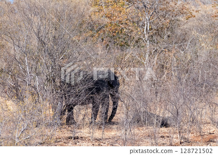 African Elephant in Chobe National Park African Elephant in Chobe National Park 128721502