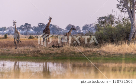 Giraffes in the Okavango Wetlands Giraffes in the Okavango Wetlands 128721505