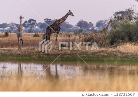 Giraffes in the Okavango Delta 128721507