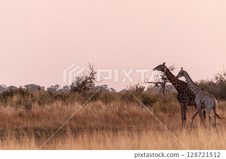 Giraffe in the Okavango Delta Giraffe in the Okavango Delta 128721512