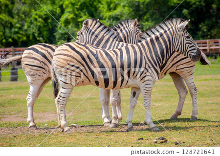 Zebra Herd Group Safari Wildlife Animals Stripes Pattern Zebra Herd Group Safari Wildlife Animals Stripes Pattern 128721641