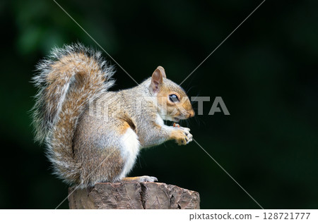 Grey squirrel eating nut on a tree stump Grey squirrel eating nut on a tree stump 128721777