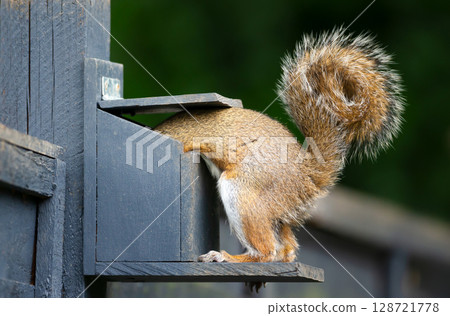 Portrait of a grey squirrel eating nuts and seeds on a squirrel feeder Portrait of a grey squirrel eating nuts and seeds on a squirrel feeder 128721778