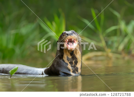 Giant otter with open mouth in river, Pantanal, Brazil 128721788