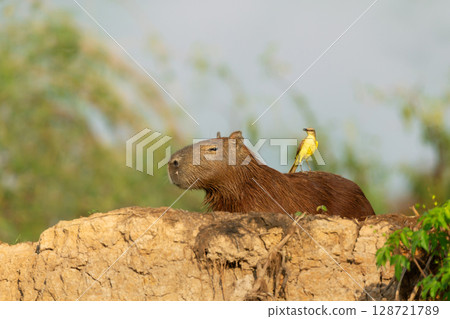Close-up of a capybara with a cattle tyrant bird perched on its back 128721789