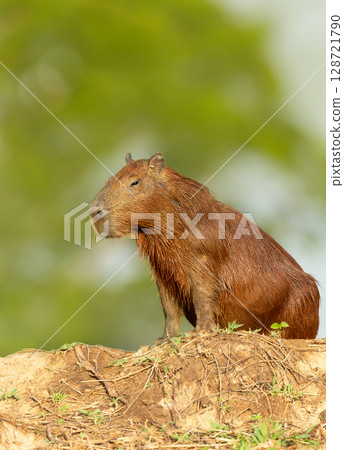Portrait of a Capybara standing on a river bank in Pantanal, Brazil Portrait of a Capybara standing on a river bank in Pantanal, Brazil 128721790