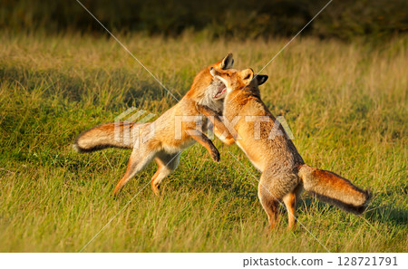 Two cute red fox cubs playing in a meadow 128721791
