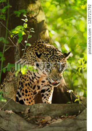Portrait of a jaguar emerging from forest shadows, Pantanal, Brazil 128721792