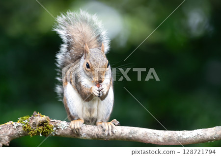 Portrait of a young grey squirrel eating nut on a tree branch 128721794