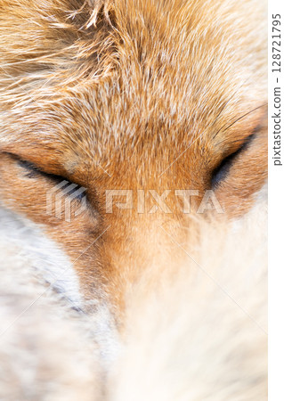 Portrait of a red fox sleeping curled up, eyes closed and tail wrapped around its face Portrait of a red fox sleeping curled up, eyes closed and tail wrapped around its face 128721795