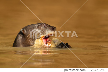 Giant otter eating fish in a river in the Pantanal, Brazil Giant otter eating fish in a river in the Pantanal, Brazil 128721799