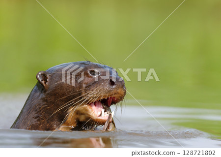 Giant otter eating fish in a river in the Pantanal, Brazil Giant otter eating fish in a river in the Pantanal, Brazil 128721802