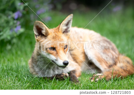 Portrait of a red fox resting on green grass 128721803