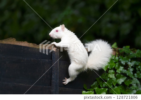 Albino grey squirrel with white fur and pink eyes perched on a garden fence, UK. Albino grey squirrel with white fur and pink eyes perched on a garden fence, UK. 128721806