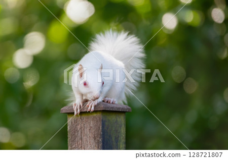 Albino grey squirrel with white fur and pink eyes perched on a garden fence post Albino grey squirrel with white fur and pink eyes perched on a garden fence post 128721807