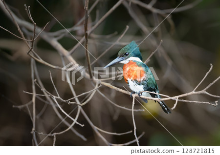 Green kingfisher perched on a tree branch, Pantanal, Brazil Green kingfisher perched on a tree branch, Pantanal, Brazil 128721815