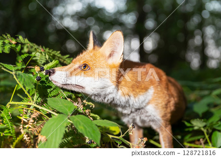 Portrait of a young red fox eating blackberries in a forest Portrait of a young red fox eating blackberries in a forest 128721816