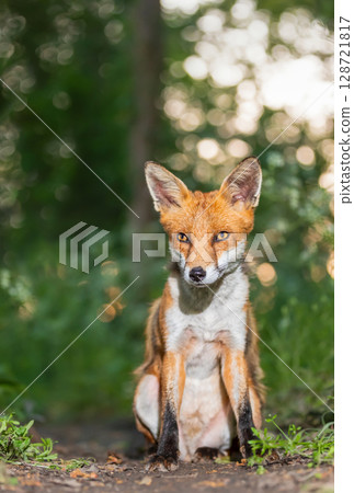 Portrait of a cute young red fox sitting in a forest 128721817