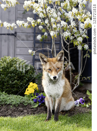 Red fox sitting on green grass in a garden, framed by vibrant spring flowers and a blossoming cherry tree 128721818