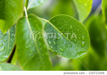 Fresh Green Leaf with Dew Drops Showcasing Natural Serenity Fresh Green Leaf with Dew Drops Showcasing Natural Serenity 128721846