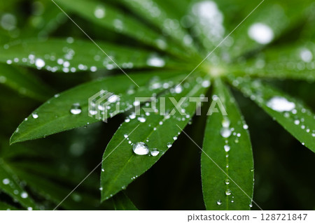 Macro photo of a vibrant green lupine leaf adorned with sparkling dew drops 128721847