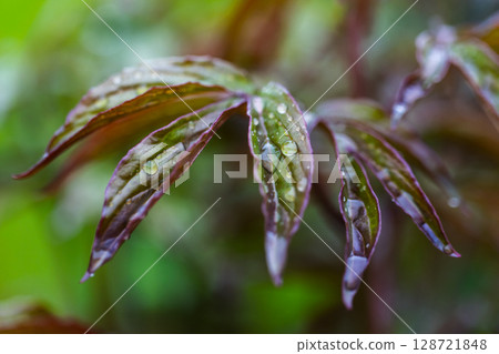 Close-Up of Water Droplets on Vibrant Foliage in a Natural Setting 128721848