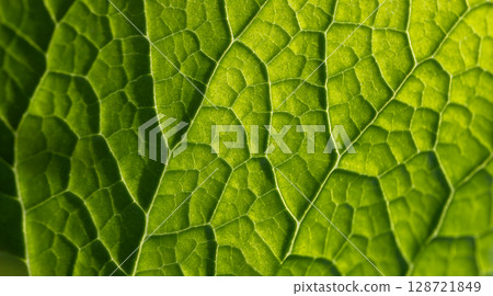 Close-Up Detail of a Vibrant Green Leaf Intricate Vein Structure 128721849