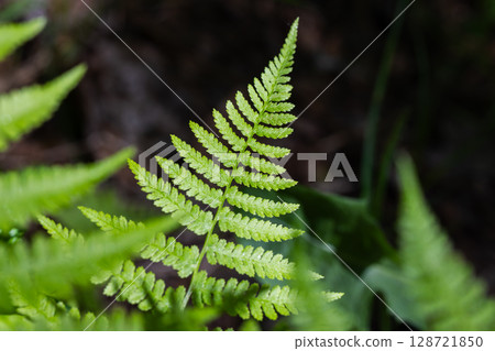 Close-Up View of a Vibrant Green Fern Leaf in Natural Light 128721850