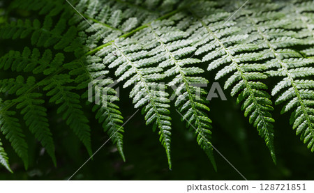 Green fern leaf captured in selective soft focus with a diffused forest background 128721851