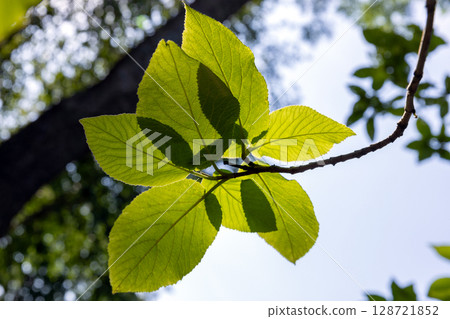 Close-Up of Vibrant Green Leaves with Sunlight Through Branches 128721852